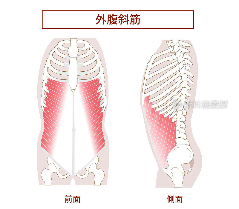 腹肌群腹外斜肌侧位和正位图