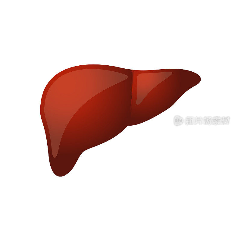 肝脏。人体器官解剖-颜色矢量图例