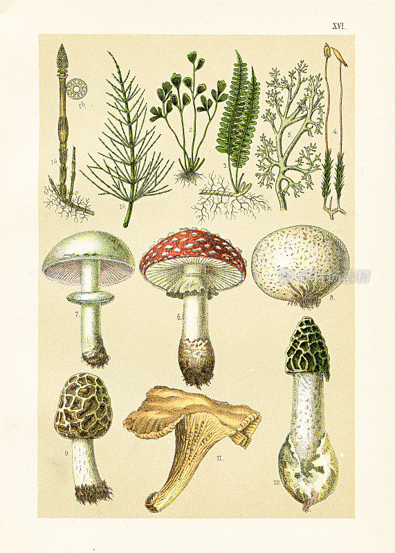 田野马尾，驯鹿地衣，飞木耳，蘑菇，毛莱尔，毒毛莱尔，鸡油菌插图1899