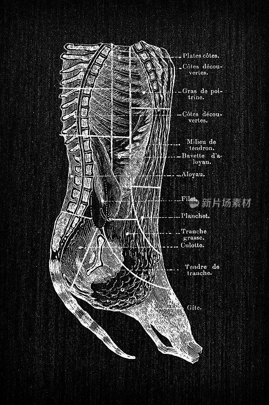 古色古香的法国雕刻插画:牛牛肉节