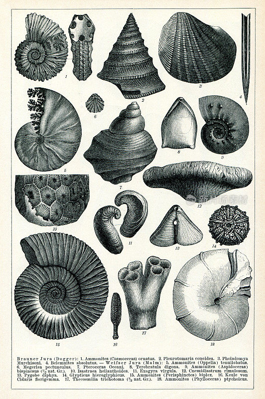 1896年中生代菊石化石