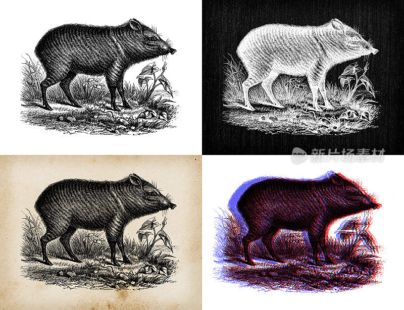 古董动物插图:Peccary