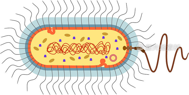 细菌细胞结构。原核细胞，具有类核、鞭毛、质粒、中体等细胞器