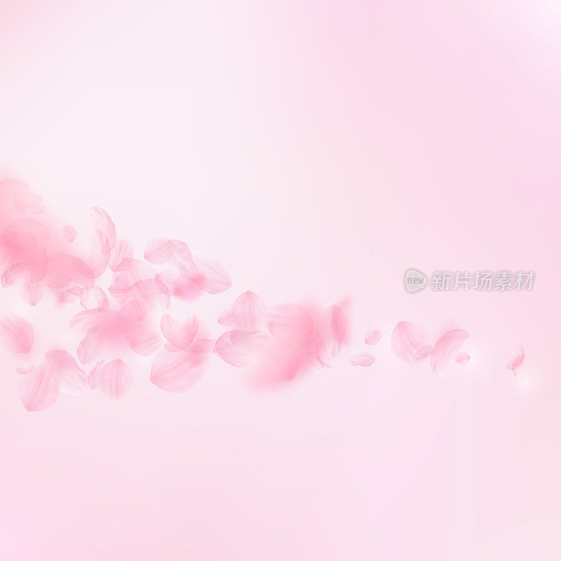 樱花花瓣飘落。浪漫的粉色花朵彗星。飞舞的花瓣在粉红色的方形背景上。爱情,浪漫的概念。漂亮的婚礼邀请