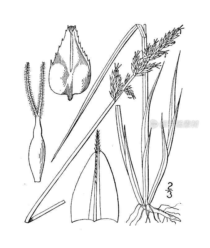 古植物学植物插图:苔草，小圆锥莎草