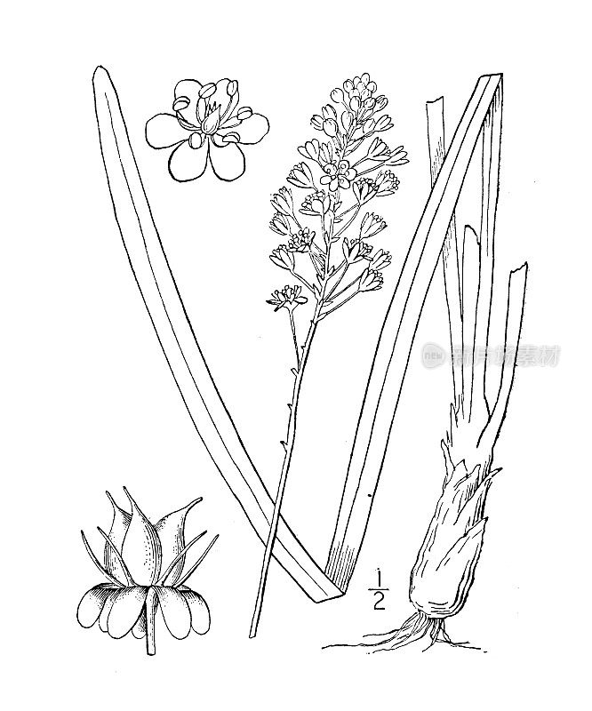 古植物学植物插图:蝇毒、蝇毒