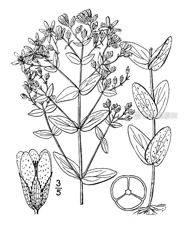 古植物学植物插图:金丝桃，圣约翰草