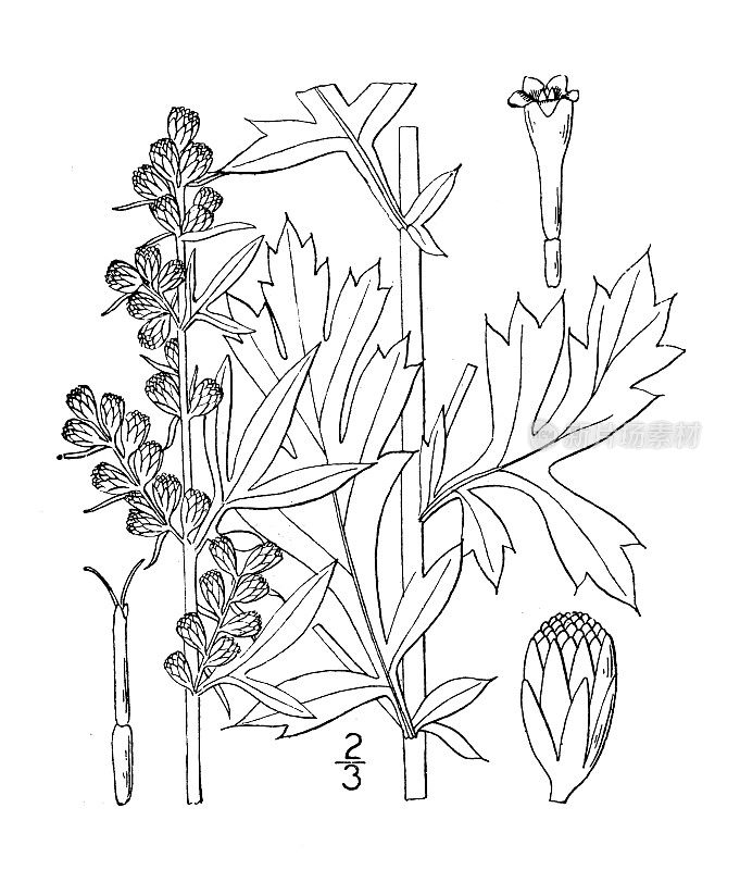 古植物学植物插图:蒿、艾叶