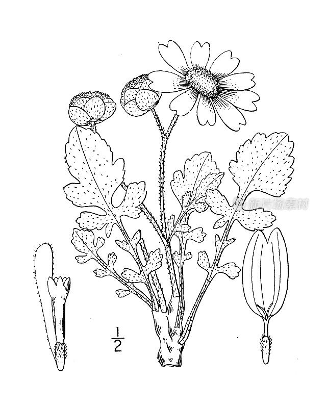 古植物学植物插图:琴叶，琴叶