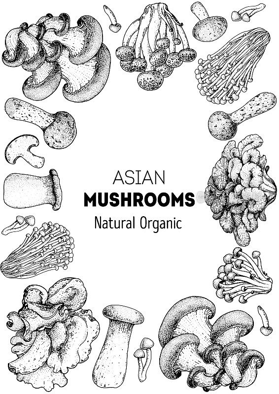 亚洲蘑菇素描集。食用菌手绘。矢量插图集合。手绘的食物。的蘑菇。有机食品。森林蘑菇。健康食品的说明。