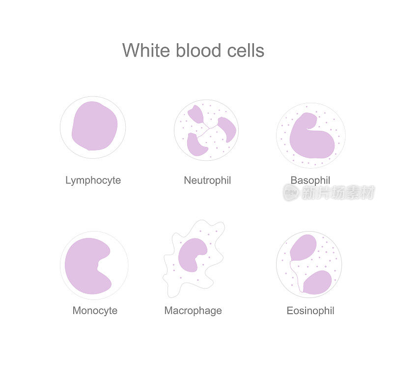 白细胞的类型分类:循环系统中的淋巴细胞、中性粒细胞、嗜碱性粒细胞、单核细胞、巨噬细胞和嗜酸性粒细胞