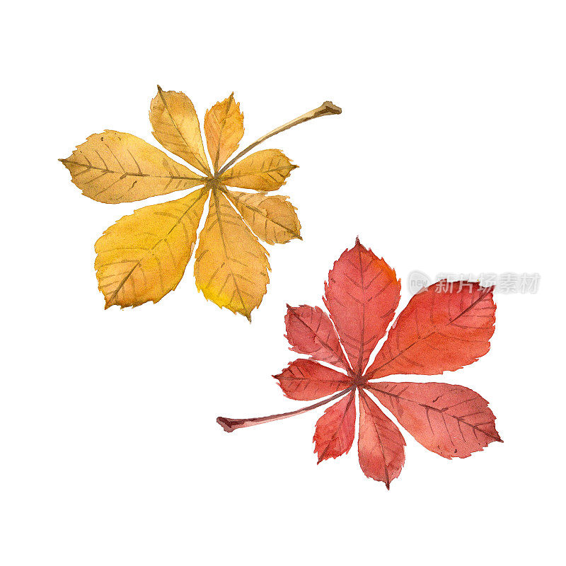 水彩画秋红黄马栗子叶。独立手绘插图