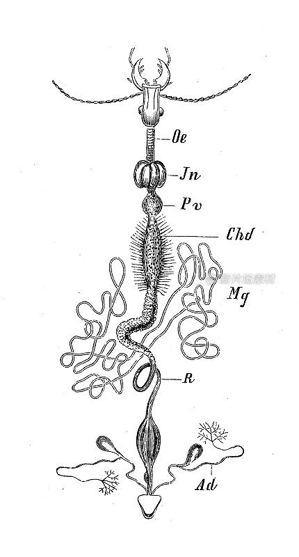 古董生物动物学图像:甲虫的肠道