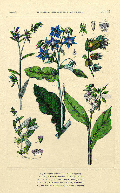 植物王国的历史，维多利亚植物插图，18版，大约1853年