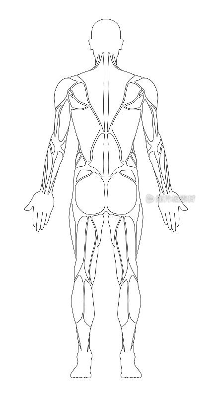 肌肉系统。人类的身体。男性解剖学。运动健身训练健身房锻炼矢量插图。后视图