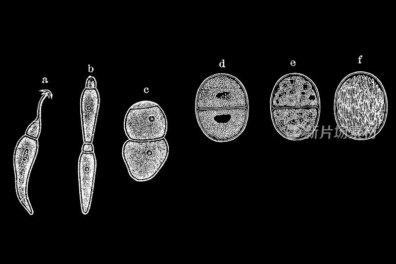 gregarines是一组顶复合体的肺泡，分类为Gregarinasina或Gregarinia