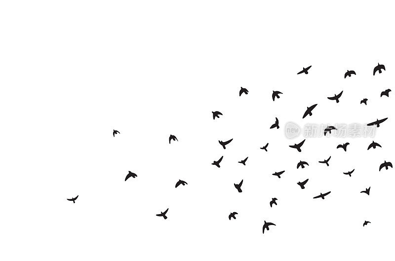 一群会飞的鸟