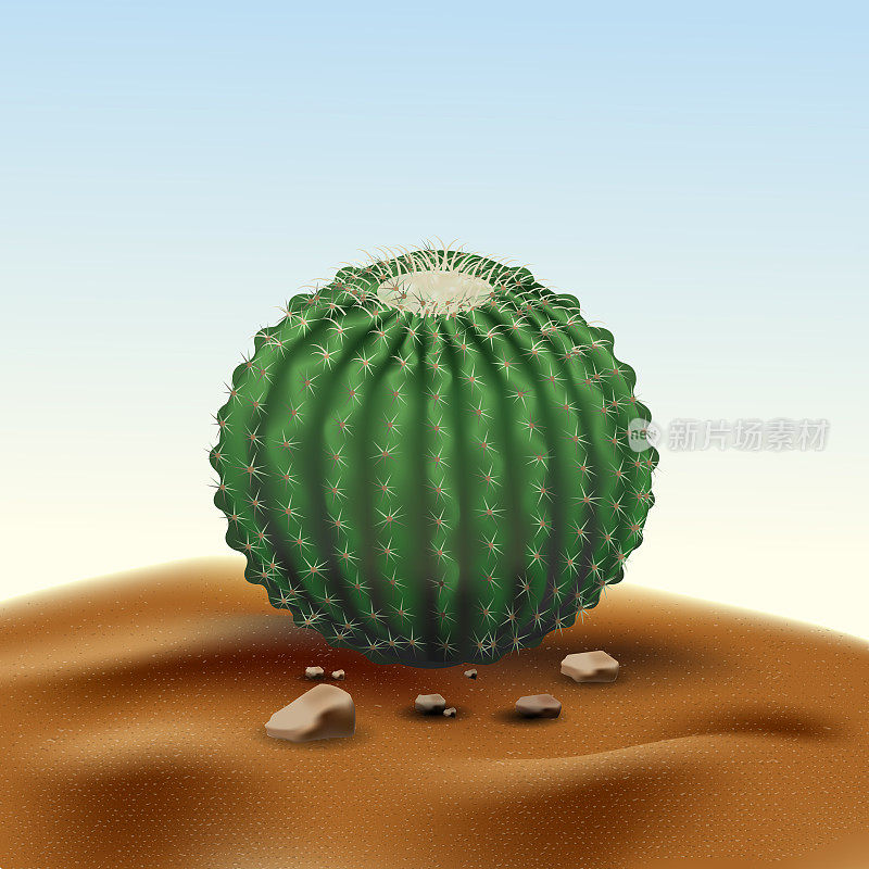 现实沙漠中又大又圆的仙人掌棘球。生境中沙石间的沙漠植物。现实的3d体积矢量插图天空的背景。