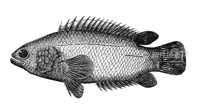 古董海洋动物雕刻插图:安纳巴的干水箱，爬鲈鱼