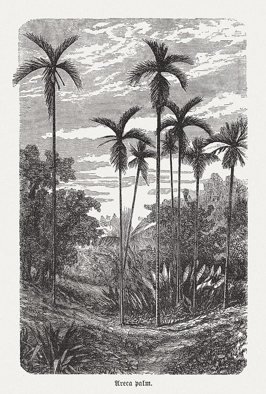 槟榔树，木刻，1893年出版