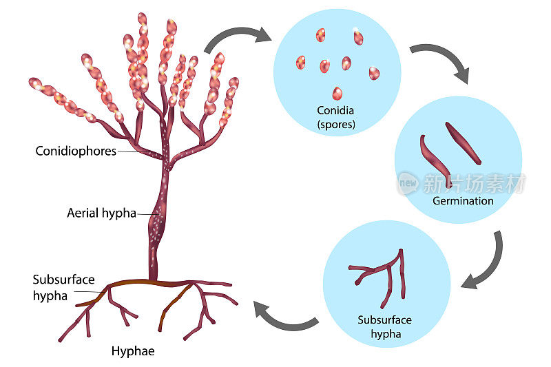 青霉菌的繁殖结构。
