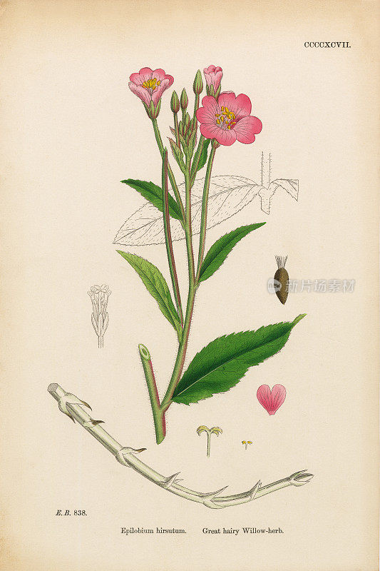 伟大的毛柳草，毛蕨，维多利亚植物学插图，1863年