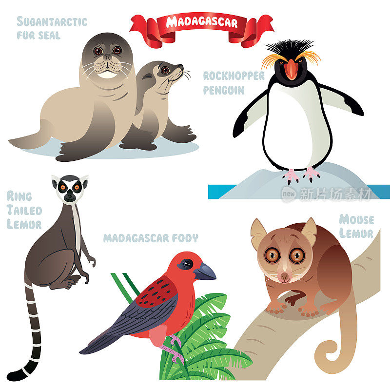 马达加斯加动物，马达加斯加狐猴，亚南极海狗，海狗，跳岩企鹅，环尾狐猴，鼠狐猴，狐猴