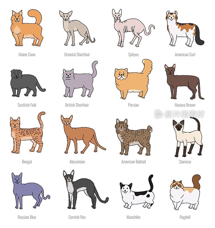 猫品种轮廓向量集轮廓素描孤立插图。