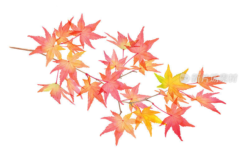 秋天的枫树枝头染成了红色。水彩插图。