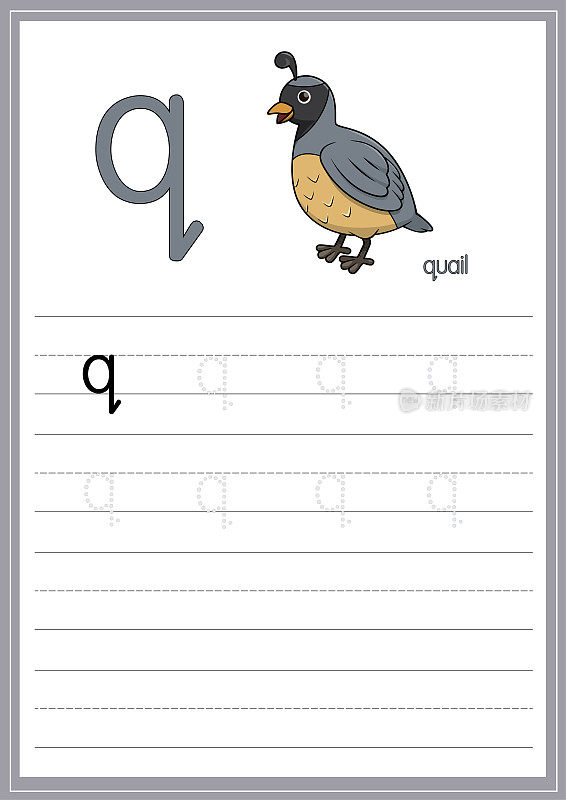 矢量插图鹌鹑孤立在白色背景。用小写字母Q作为教与学的媒介，供儿童识别英文字母或供儿童学习写字母使用。