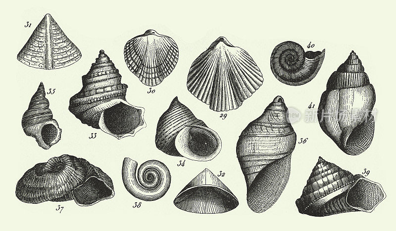历史的年份，化石的过渡板岩，化石和动物的表现的Lias版画古董插图，出版于1851年