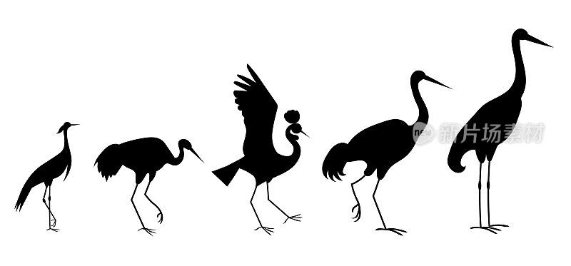 五种不同类型的鹤。向量剪影图像收集。