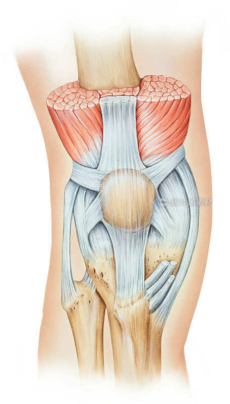膝关节-伸肌机制