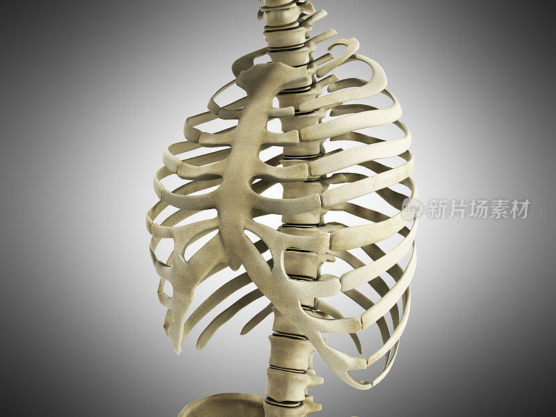 人体骨骼肋骨与脊柱解剖学前视图3D渲染