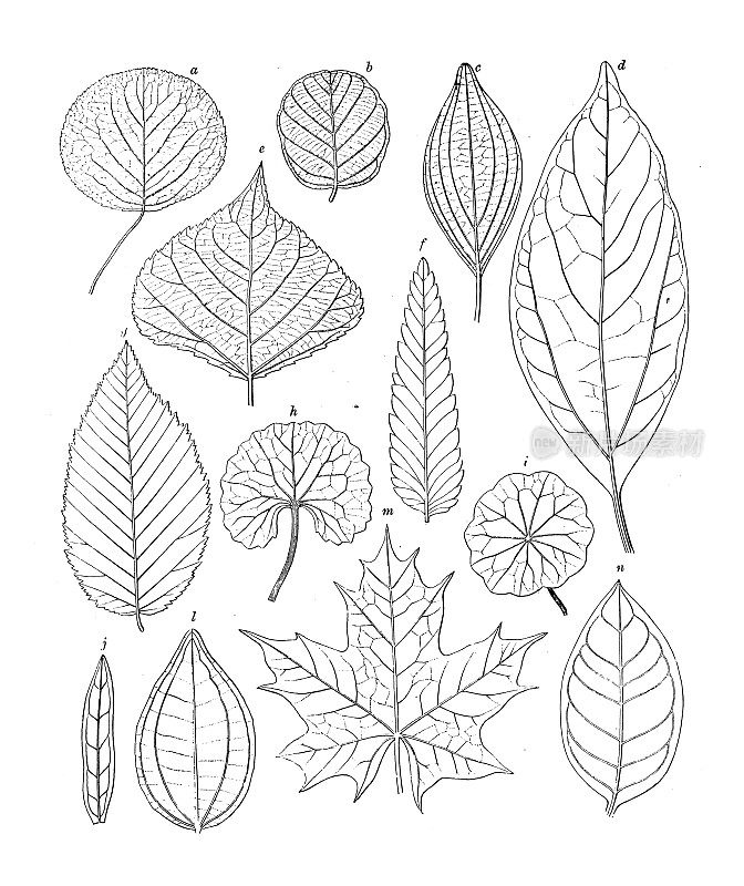 古植物学插图:叶脉