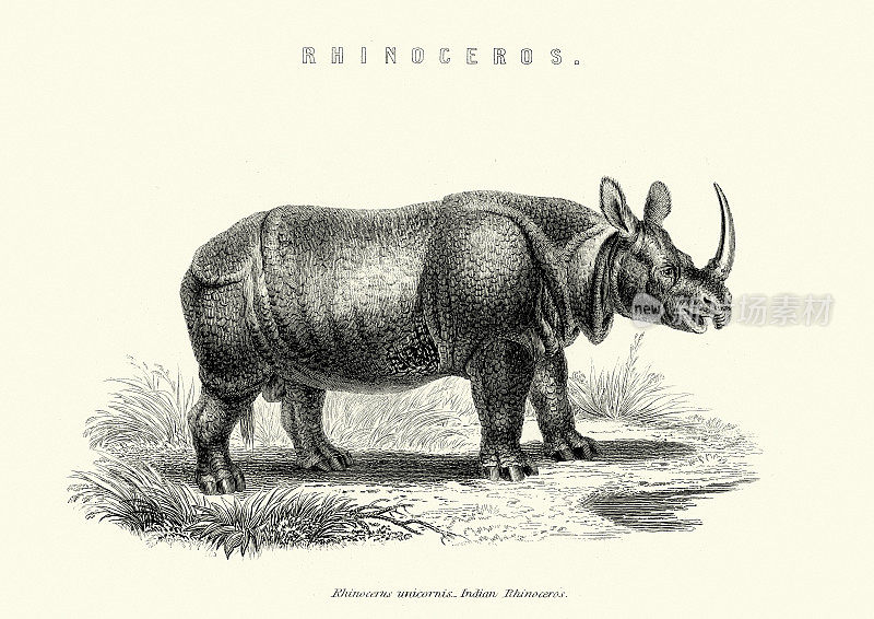 野生动物，印度犀牛(独角犀)