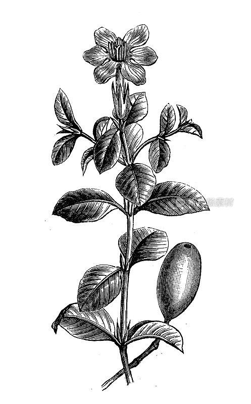 古植物学插图:栀子花、栀子花、栀子花