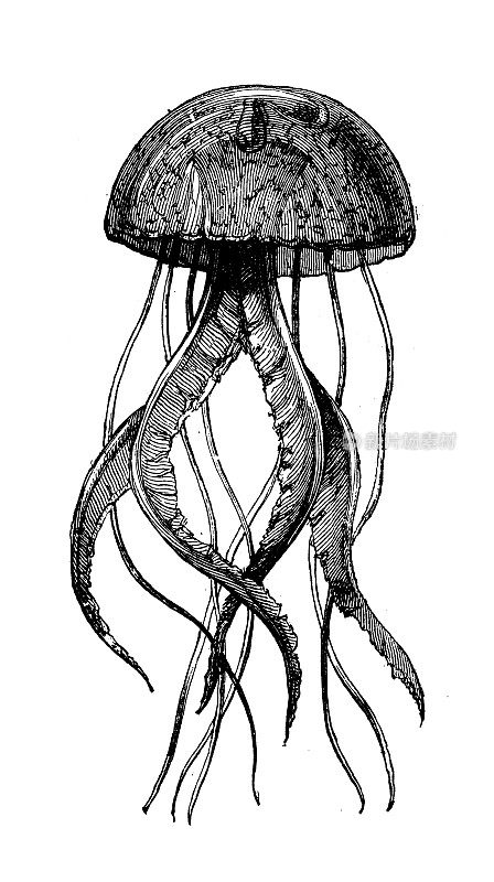 古董动物插图:水母