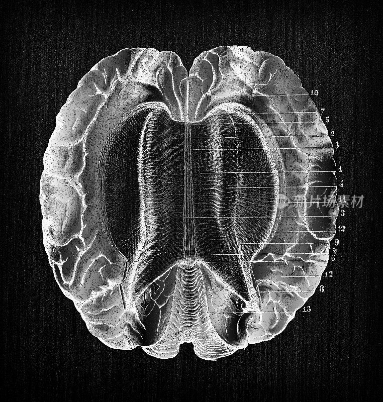 人体解剖神经系统仿古插图:胼胝体上方