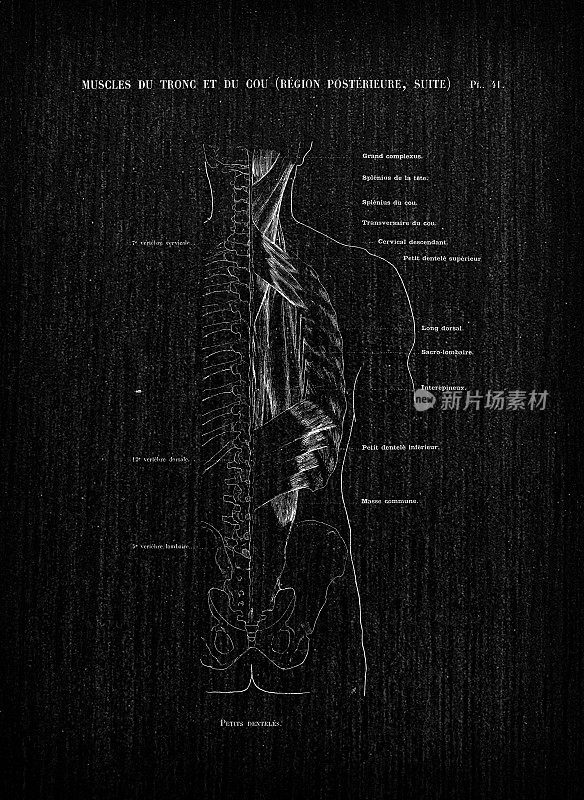 人体解剖学插图从古董法国艺术书:颈部和躯干肌肉