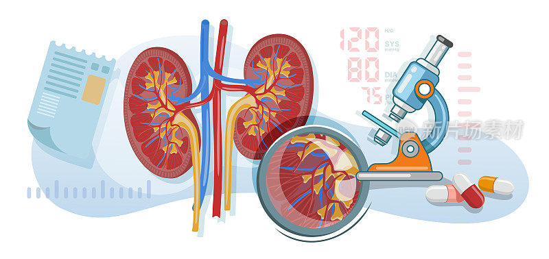 平面向量图解显微镜检查肾脏和泌尿系统