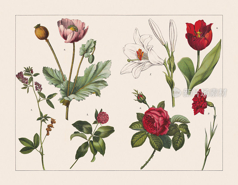 各种植物(罂粟科、豆科、蔷薇科、百合科、石竹科)，彩色石刻，出版于1891年