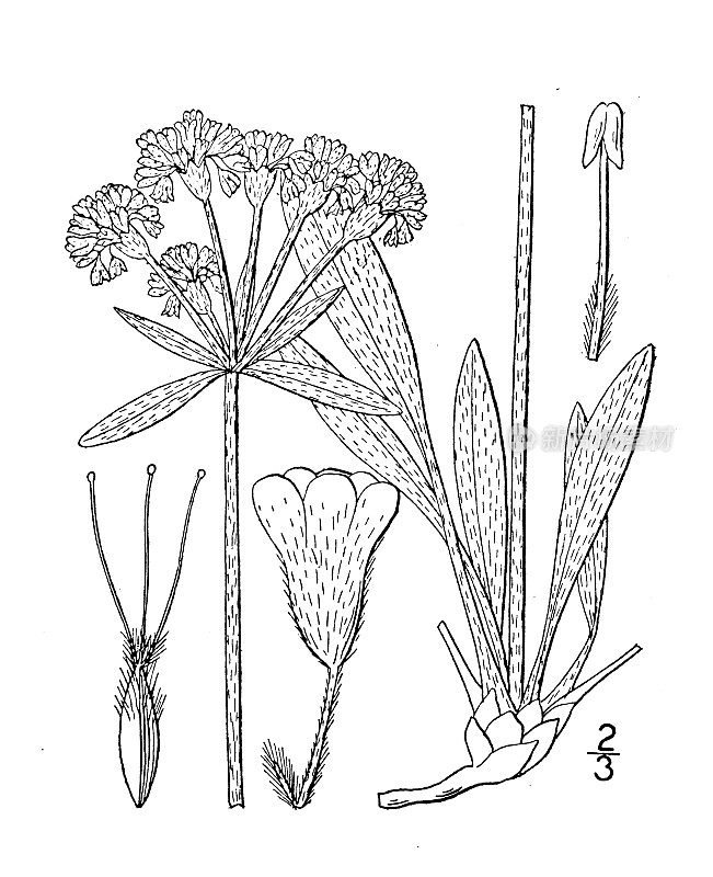 古植物学植物插图:黄角茴香、黄角茴香