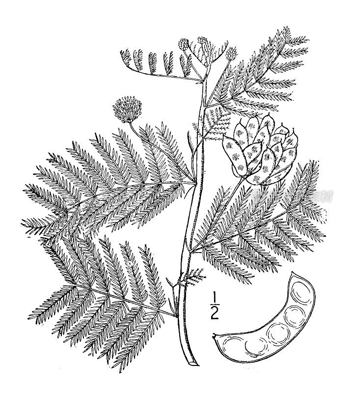古植物学植物插图:伊利诺斯州的美洲蕨，含羞草