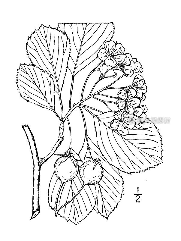 古植物学植物插图:斑山楂，大果刺