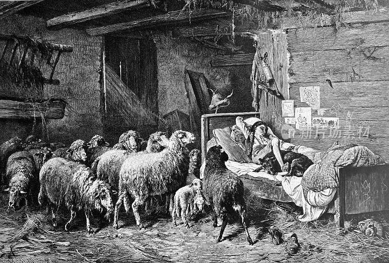 熟睡中的牧羊人被牛群叫醒