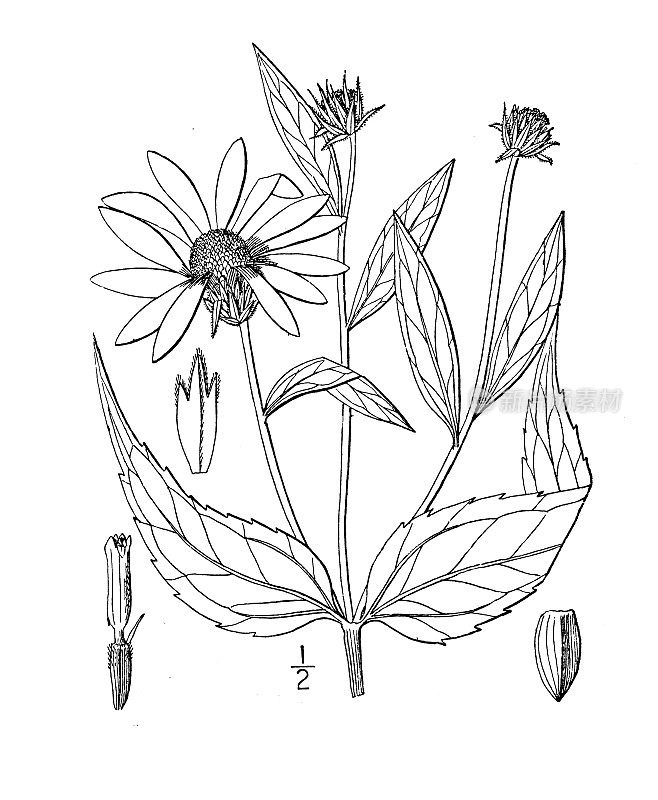 古植物学植物插图:向日葵，淡叶木向日葵