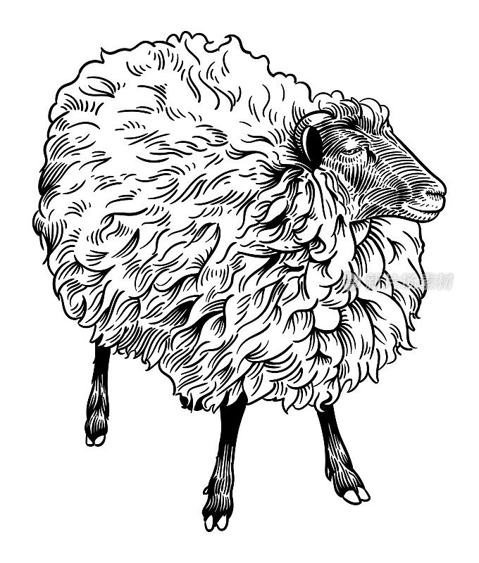 矢量画一只羊