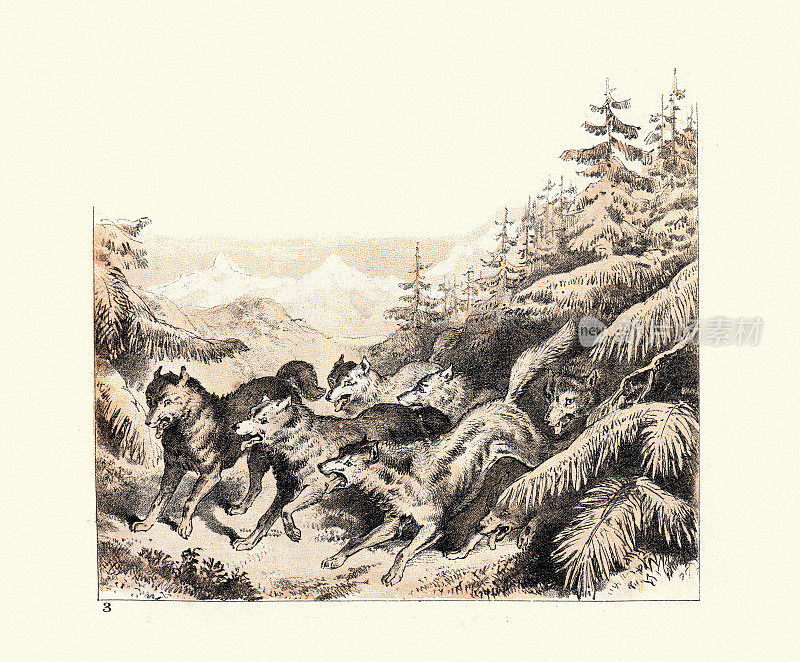 古老的插图，一群狼在森林中奔跑，维多利亚时代1880年代，19世纪