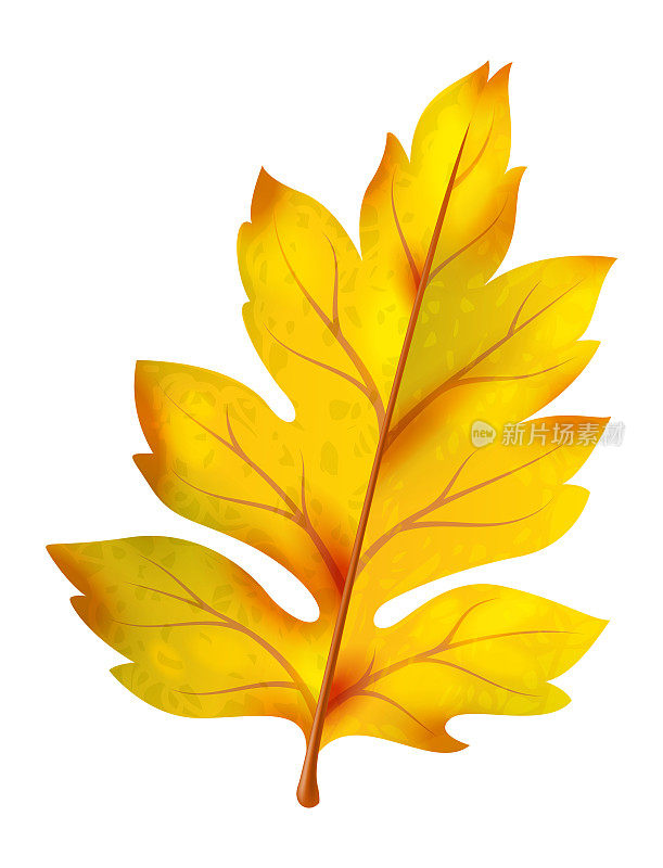 黄色的叶子。逼真的秋叶，橙色的落叶，明亮的植物单装饰对象孤立，美丽的植物，感恩装饰元素，矢量插画
